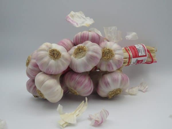 Ail Rose de Lautrec - Ail Rose