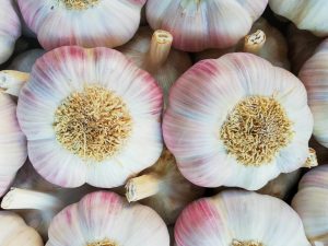 Ail Rose de Lautrec - Ail Rose – Image 2