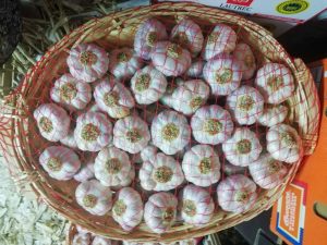 Ail Rose de Lautrec - Ail Rose – Image 6