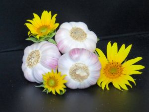 Ail Rose de Lautrec - Ail Rose – Image 3