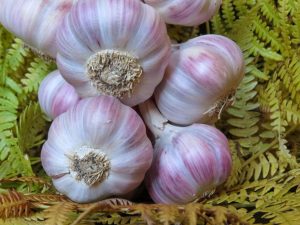 Ail Rose de Lautrec - Ail Rose – Image 5